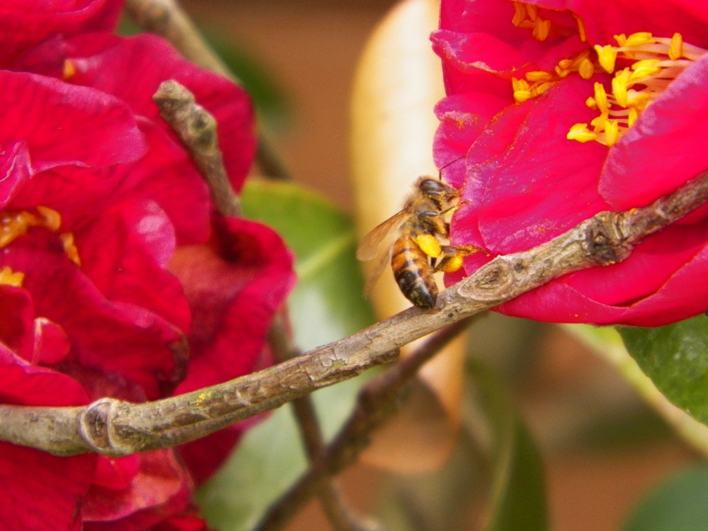 Beekeeping, Seniors, and Adults Wellness&nbsp;Classes